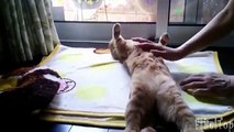 Most lazy dogs and cats. Funny lazy little animals
