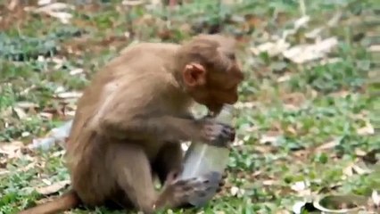 Fun with monkeys. Funny monkey