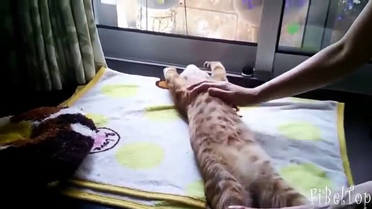 A maioria cães e gatos preguiçosos. Pequenos animais preguiçosos engraçados