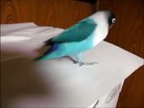 A lezginka dança do papagaio. Papagaio legal executando uma dança