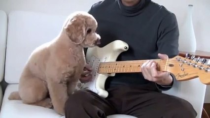 Guitarra caniche. músico perro
