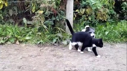 Gatos lucha Mock y perros. Funny Animals