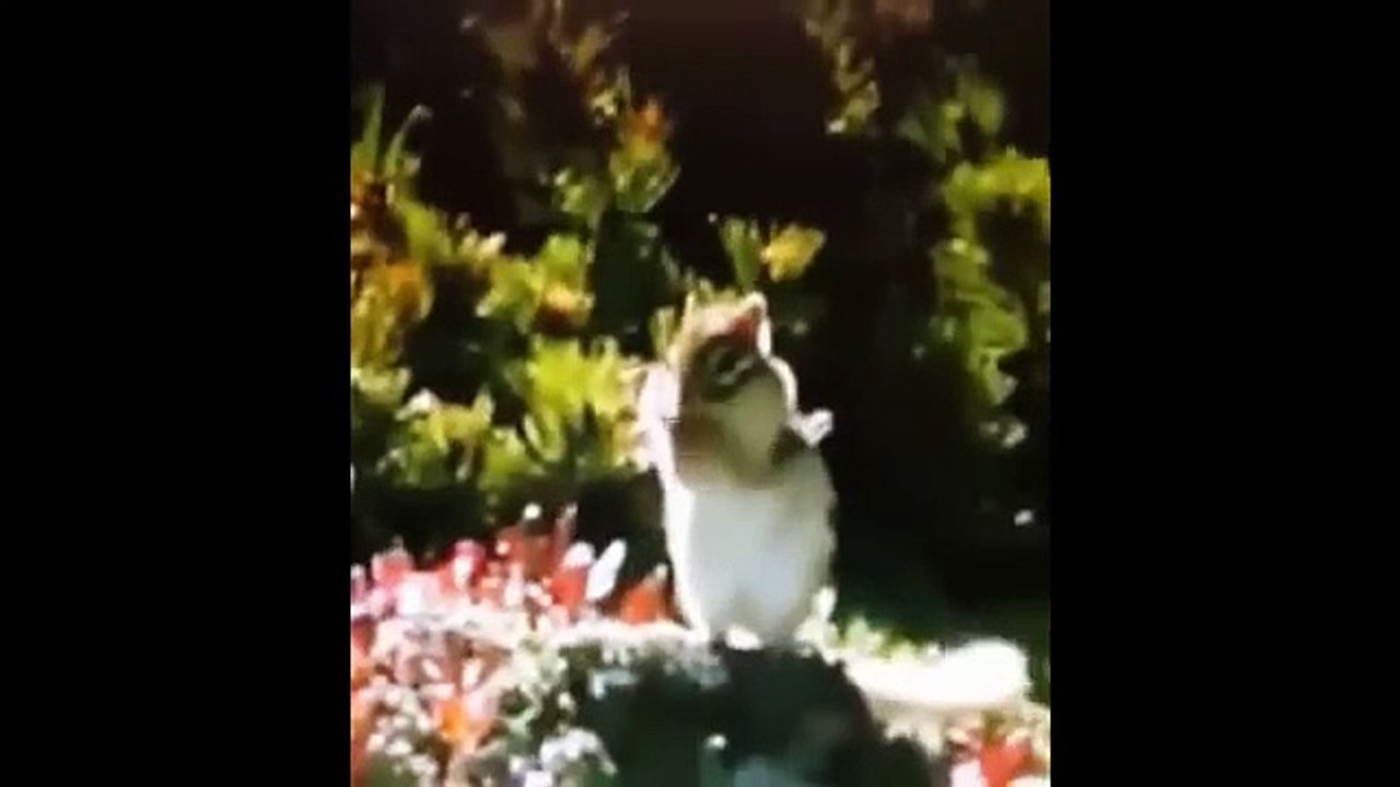 Animales divertidos. Gran colección de animales divertidos