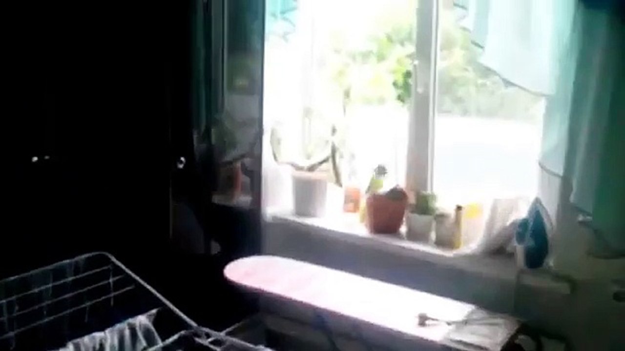 Un chasseur né. Drôle chat chasse pour les oiseaux