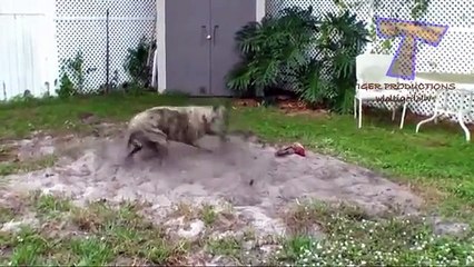 Bizarre et fou chien - chiens drôles