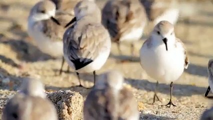 Gerbille oiseaux. Drôles d'oiseaux qui courent autour sur une jambe