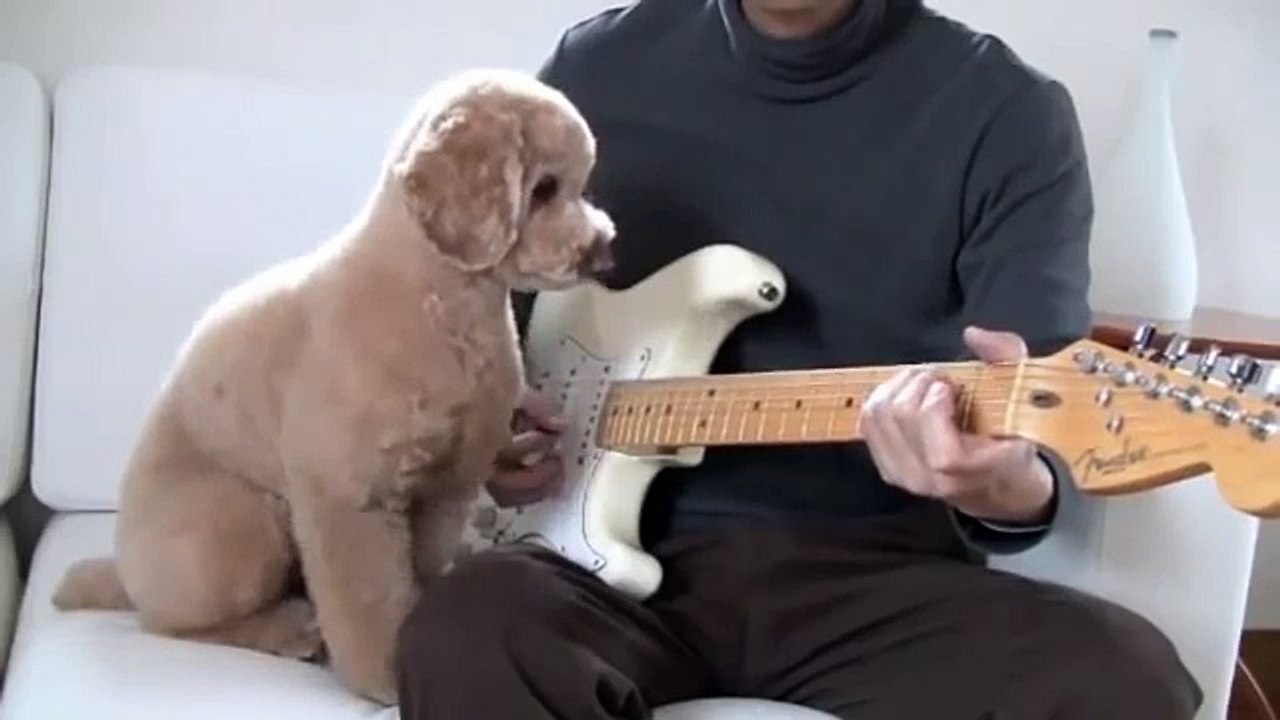 Caniche jouer de la guitare. musicien Dog