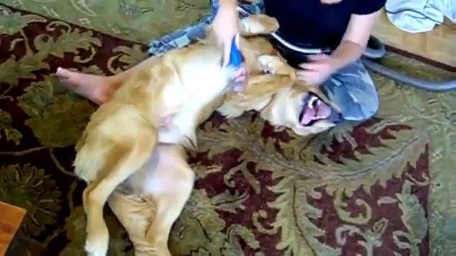 Chats et les chiens poussiéreux. Chats et chiens aspirateur