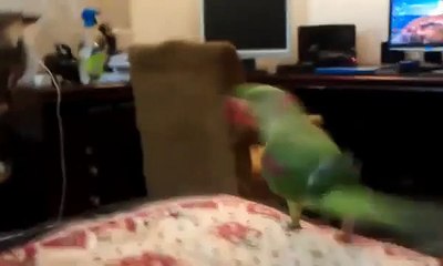 Trolls Parrot chat. Drôle perroquet obtient chat