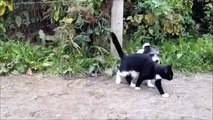 Les chats et les chiens de combat simulé. funny Animals