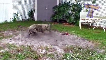 Причудливые и сумасшедшие собаки - смешные псы