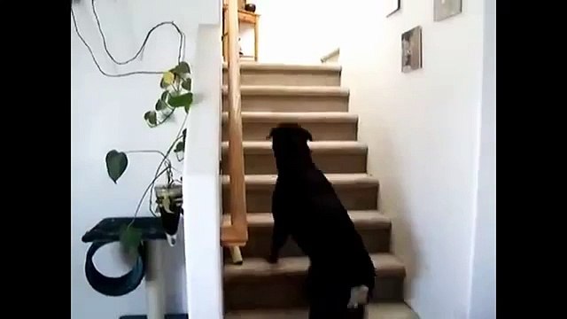 Псы боятся котов. Забавные кошки и собаки