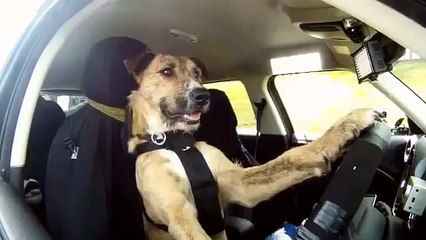 Псы рулят. Забавные собаки за рулём автомобиля