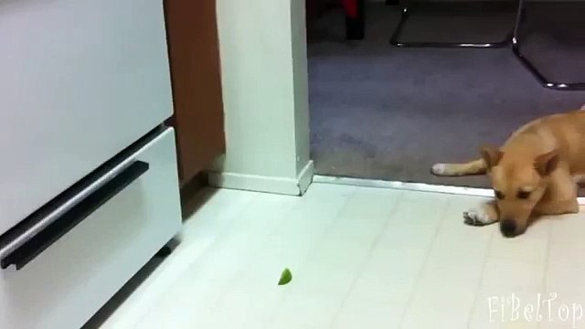 Псы пробуют лимон. Смешные собаки и лимон