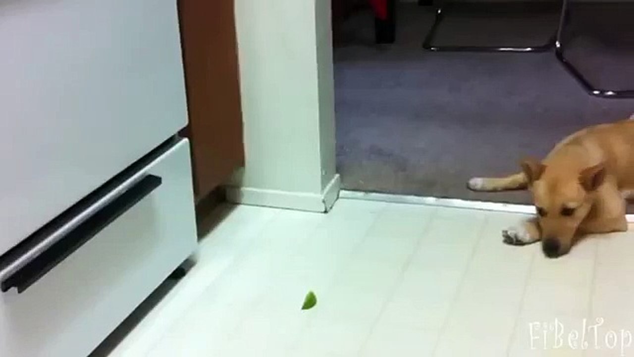 Псы пробуют лимон. Смешные собаки и лимон