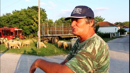 Ο Γιάννης με τα ζωντανά του (Αμμουδιά Σερρών)