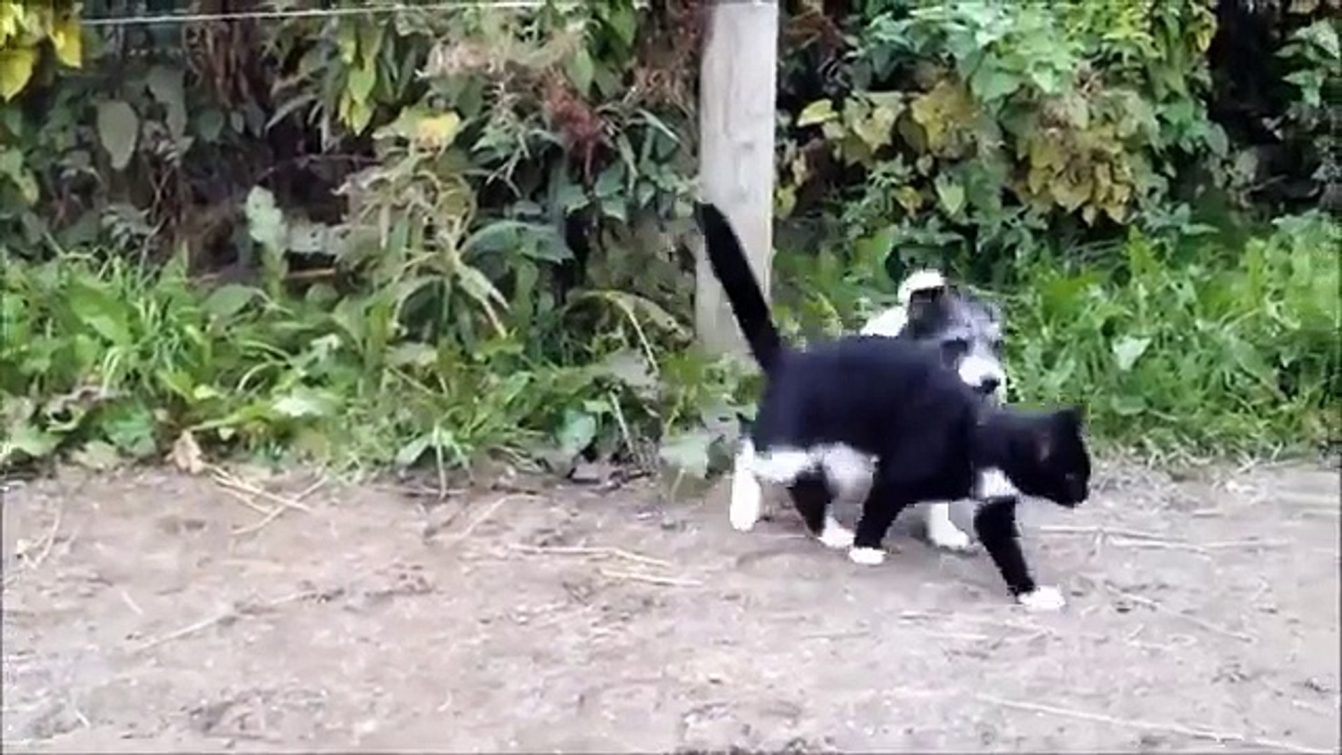 ⁣Потешные бои кошек и собак. Забавные животные