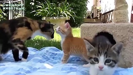 Приколы над домашними животными. Смешные зверюшки