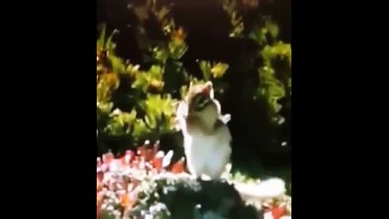 Прикольные животные. Большой сборник смешных зверей