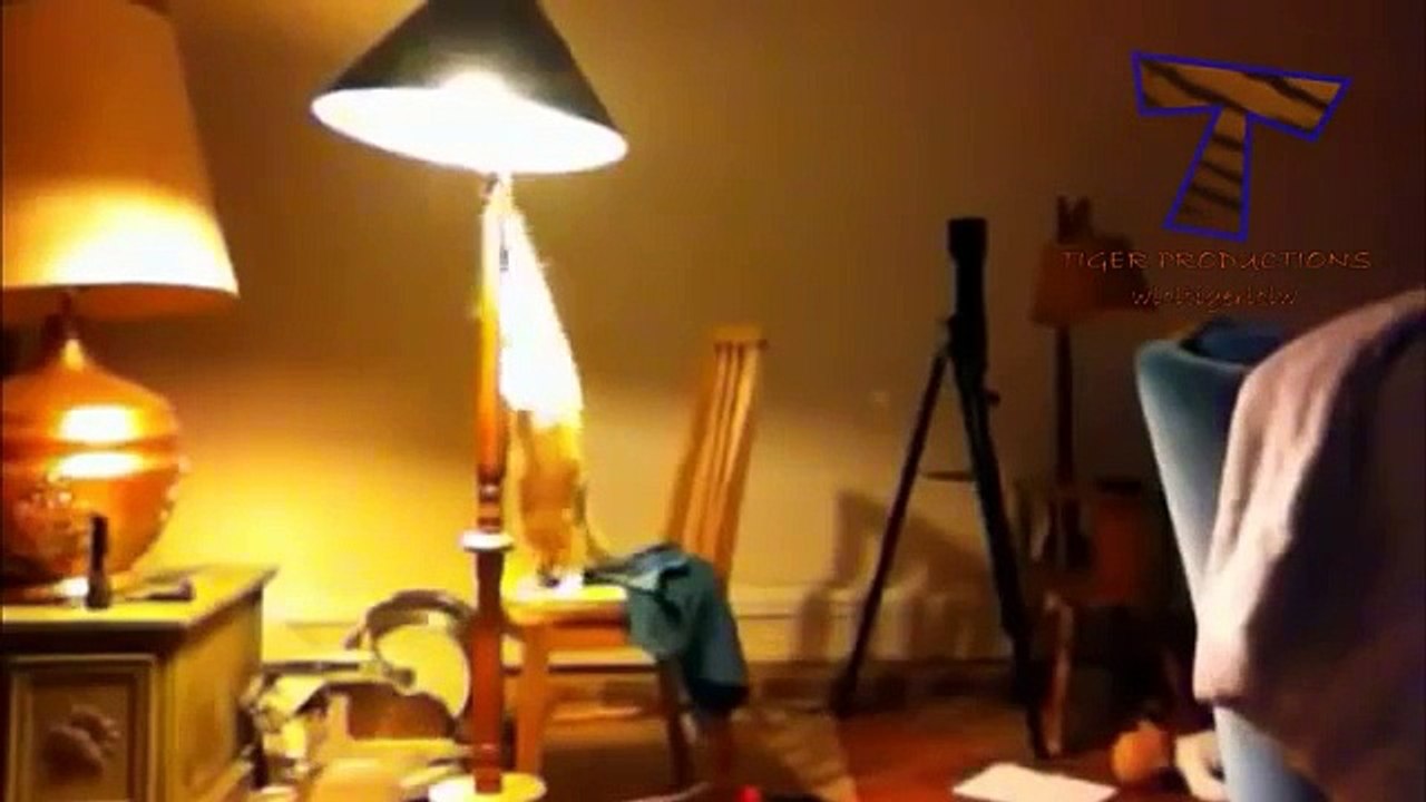 재미 있은 고양이 소유자를 자극 - 귀여운 고양이 (컬렉션)