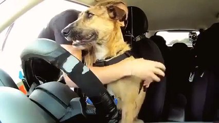 犬は支配します。車のホイールの後ろにおかしい犬