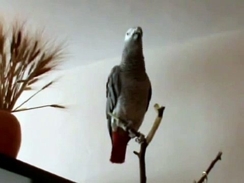 オウムが話赤ずきんに指示します。それはオウムのです