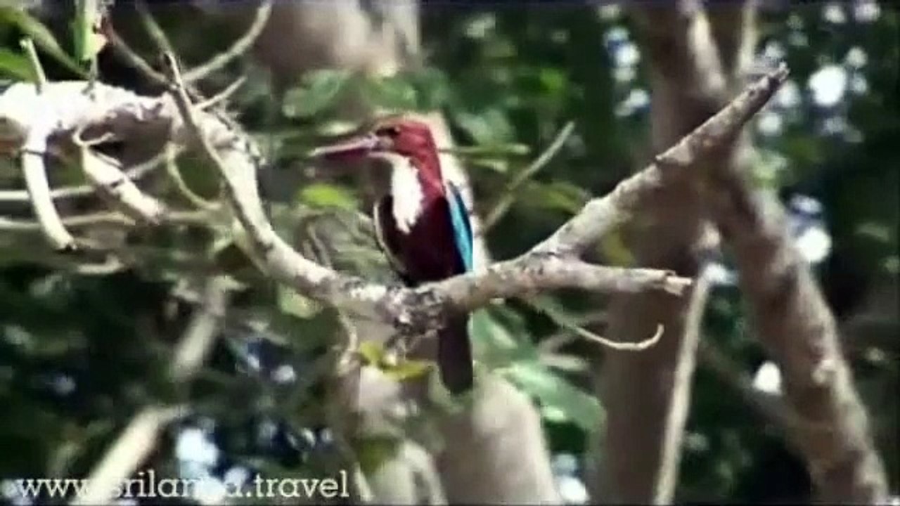 Explore Yala National Park in Sri Lanka with Thomas Cook India