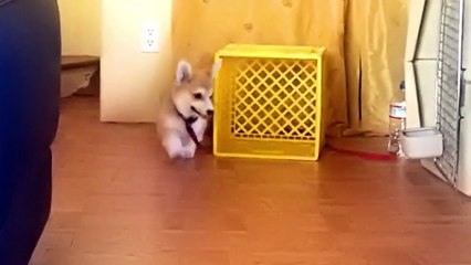 Corgi Puppy Chases His Own Leash
