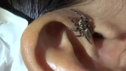 Adamın Kulağından Örümcek Çıktı