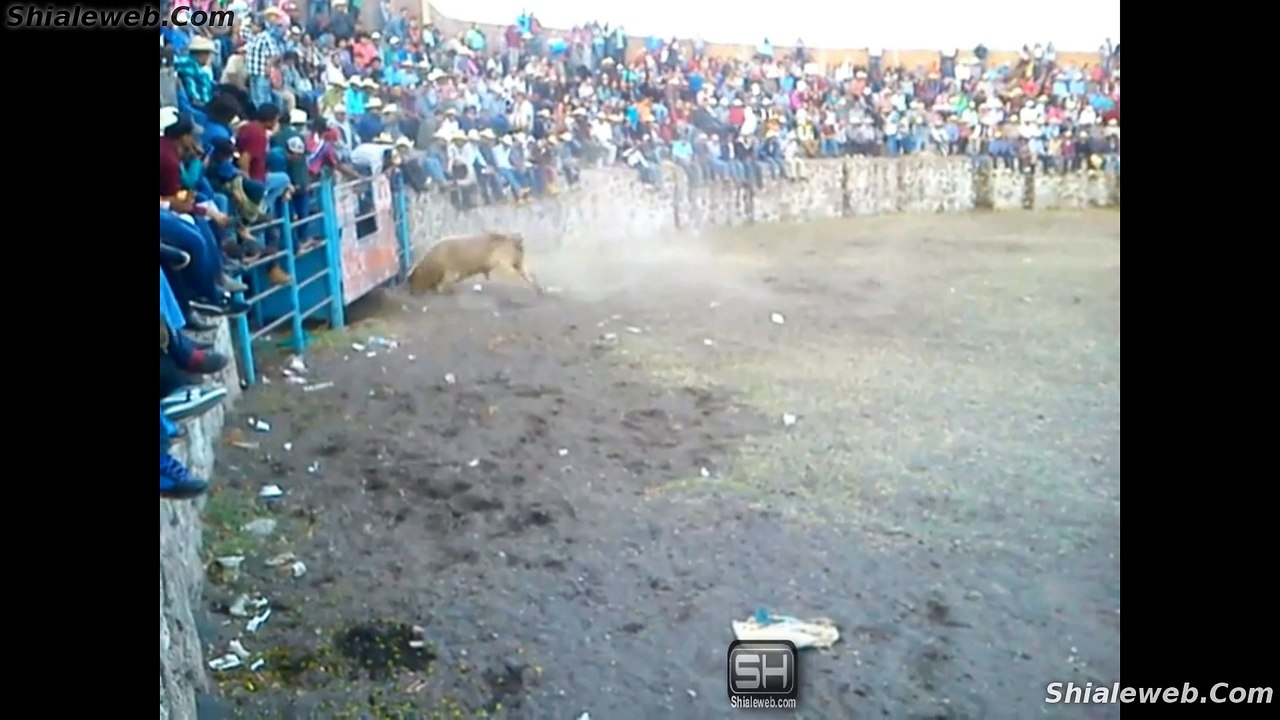 JARIPEO A CAPA LASO Y JINETE EN SAN ISIDRO TORO MATACABALLOS 2 TOROS CORNEADOS NOVIEMBRE 2015