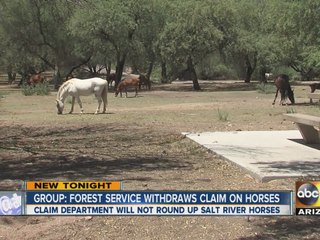 Group: Forest service withdraws claim on wild horses