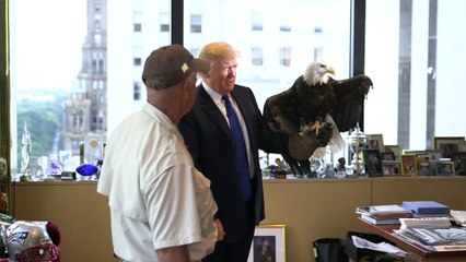 Donald Trump was attacked by angray Bald Eagle and it's hilarious!