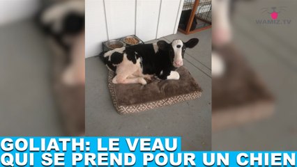 Goliath: le veau qui se prend pour un chien! L'histoire dans la minute chien #65