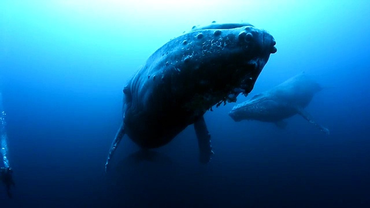 Sad Whale cries after loosing her baby attacked by killer whales