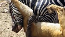 Zebra Attack and Kill Lion- Lion Severely Injured on Zebra Attack