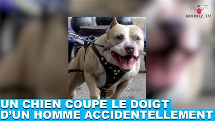 Un chien coupe le doigt d'un homme accidentellement! L'incroyable histoire dans la minute chien #66