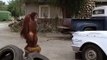 Man Shoot A Gorilla  -  Look Funny Video- Clint Eastwood Every Which Way But Loose