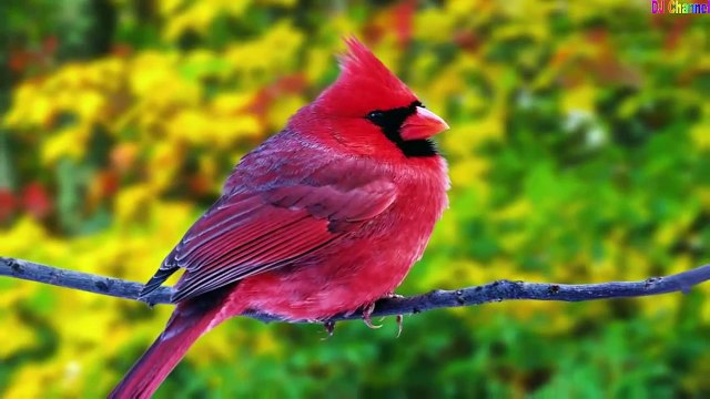 Liên Khúc Con Chim Non Remix - Nhạc Thiếu Nhi Vui Nhộn