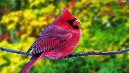 Liên Khúc Con Chim Non Remix - Nhạc Thiếu Nhi Vui Nhộn