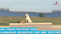 Un chien protège son camarade renversé par une voiture! L'histoire bouleversante dans la minute chien #67
