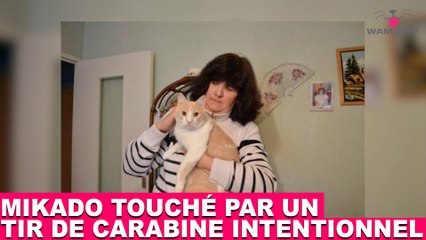 Mikado touché par un tir de carabine intentionnel! Découvrez l'histoire dans la minute chat #67