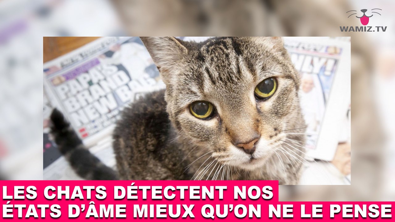 Les chats détectent nos états d'âme mieux qu'on ne le pense! Aujourd'hui dans la minute chat #68