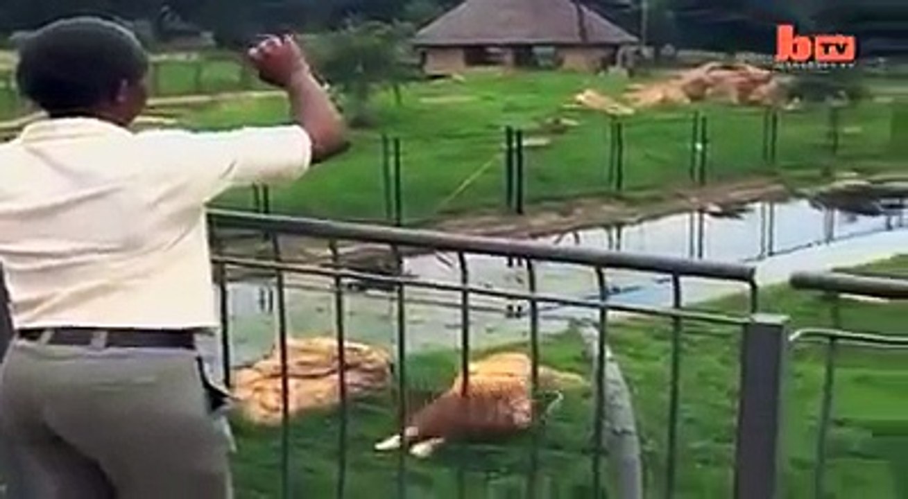 Big Cat Plays Football! Amazing Lion, Johannesburg zoo