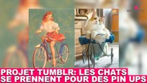 Projet Tumblr: les chats se prennent pour des pin ups! Aujourd'hui dans la minute chat #69