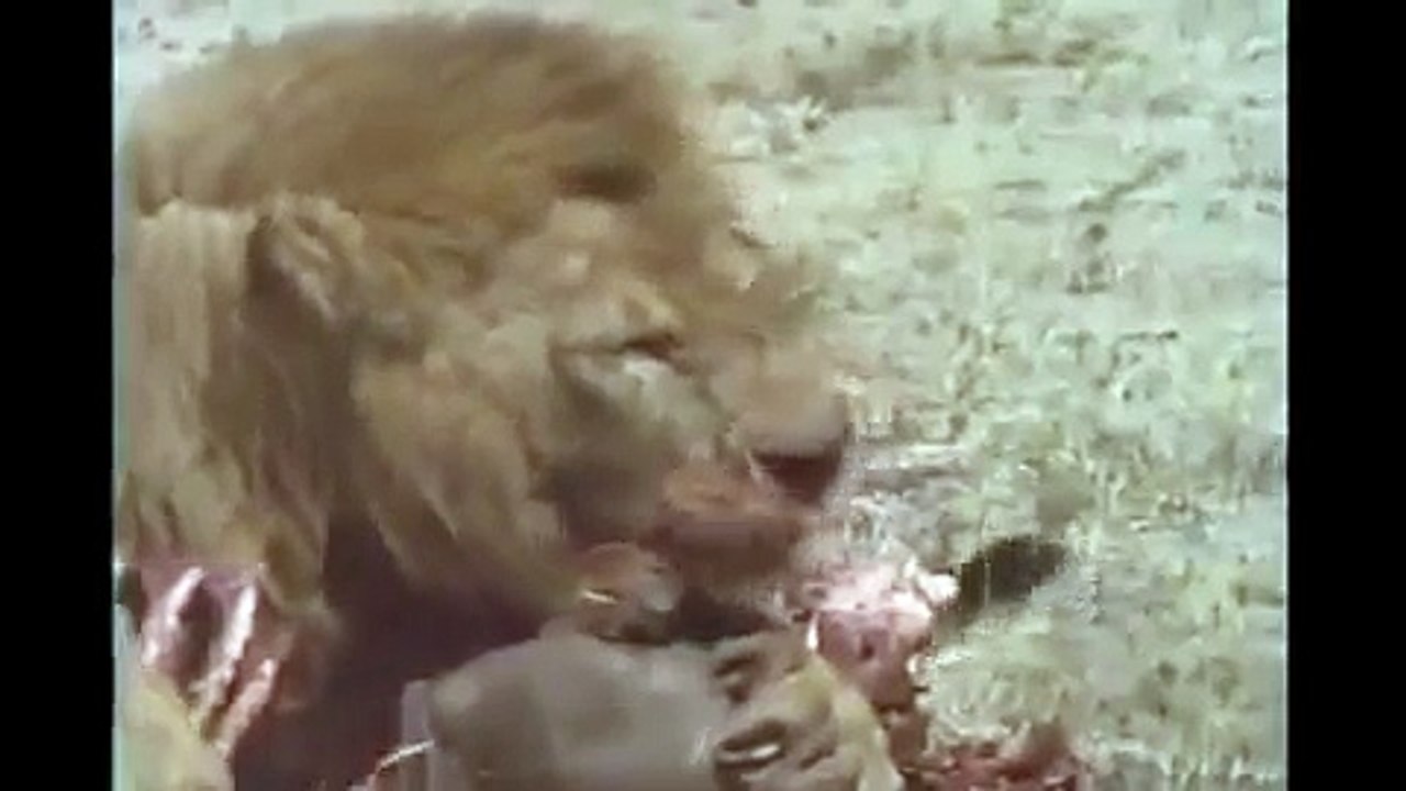 15 lion vs hyena