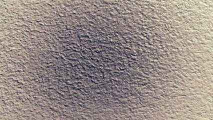 La circulation chez les fourmis