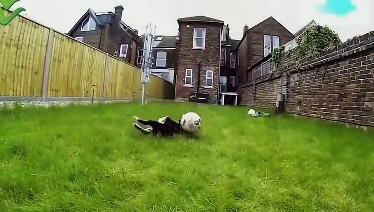 Funny animal cat & dog- hai huoc dong vat