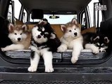 Des chiots malamute bougent la tête en musique