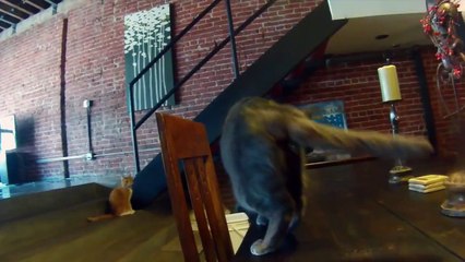 Un cache-anus pour chat