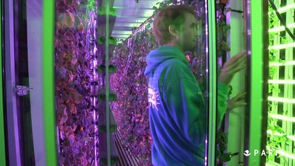 Au parc de Bercy poussent les fraises d'Agricool